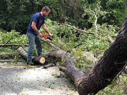 Best Hazardous Tree Removal  in Mclendon Chisholm, TX