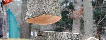 Best Storm Damage Tree Cleanup  in Mclendon Chisholm, TX