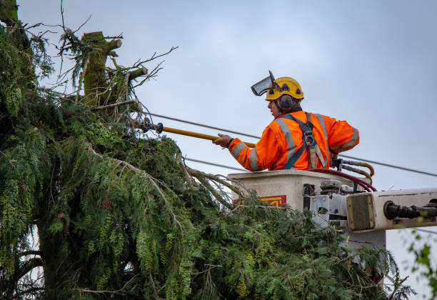 Tree and Shrub Care in Mclendon Chisholm, TX