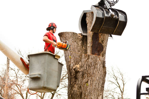 Best Commercial Tree Services  in Mclendon Chisholm, TX